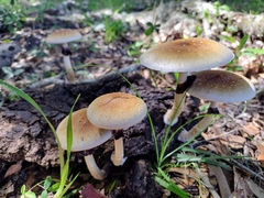 Psilocybe cubensis