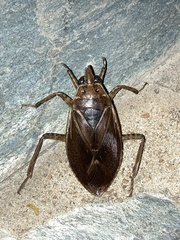 Belostoma