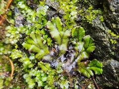 Marchantia polymorpha polymorpha