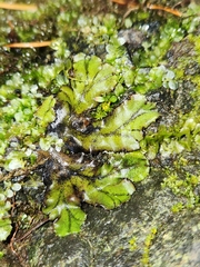 Marchantia polymorpha polymorpha