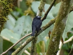 Ochthoeca cinnamomeiventris
