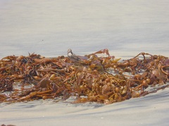 Passerculus sandwichensis rostratus