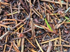 Formica obscuripes