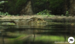 Caiman