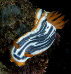 Chromodoris magnifica