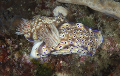 Hypselodoris tryoni