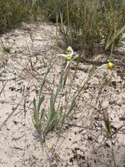Chrysocephalum apiculatum