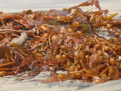 Passerculus sandwichensis rostratus