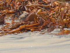 Passerculus sandwichensis rostratus