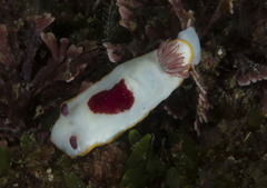 Goniobranchus splendidus