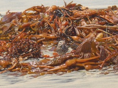 Passerculus sandwichensis rostratus