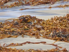 Passerculus sandwichensis rostratus