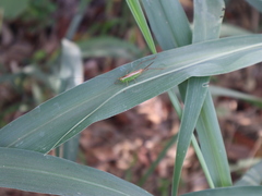 Conocephalus saltator