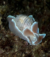 Hydatina physis