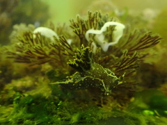 Polycera hedgpethi