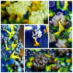 Physarum polycephalum