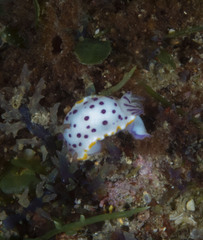 Mexichromis festiva