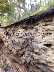 Arrhenia epichysium