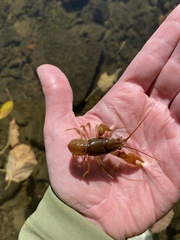 Cambarus