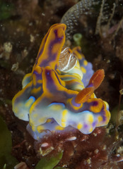 Miamira flavicostata