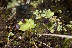 Peltigera venosa