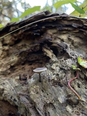 Arrhenia epichysium