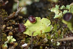 Peltigera venosa