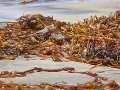 Passerculus sandwichensis rostratus