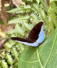 Tanaecia iapis