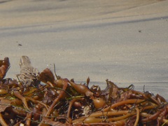 Passerculus sandwichensis rostratus