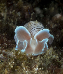 Hydatina physis