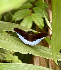 Tanaecia iapis