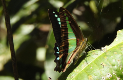 Graphium choredon