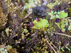 Peltigera venosa