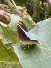 Tanaecia iapis