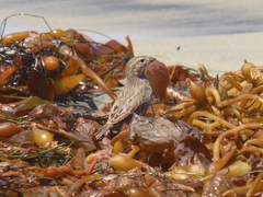 Passerculus sandwichensis rostratus