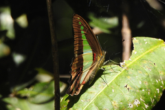 Graphium choredon