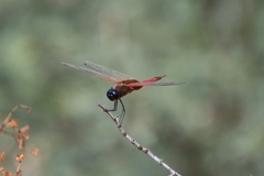 Tramea insularis