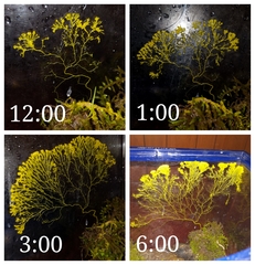Physarum polycephalum