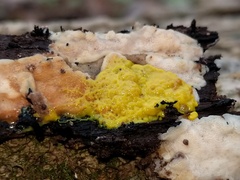 Physarum polycephalum