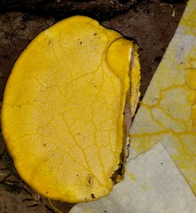 Physarum polycephalum