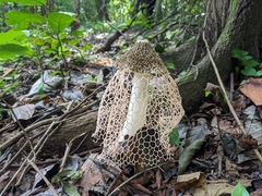 Phallus haitangensis