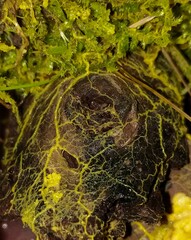 Physarum polycephalum