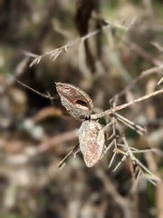 Hakea sericea