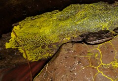 Physarum polycephalum