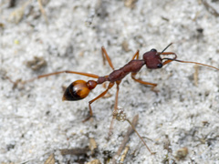 Myrmecia nigriscapa