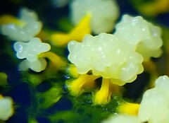 Physarum polycephalum