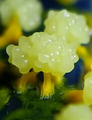 Physarum polycephalum