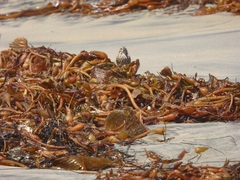 Passerculus sandwichensis rostratus