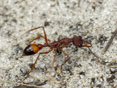 Myrmecia nigriscapa